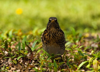 The fieldfare (Turdus pilaris) on the grass. Close-up on fieldfare in the park.