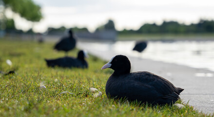 Coot bird sitting on the gras next to lake - more coots in the background blurred