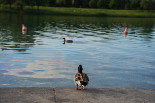 Duck standing on concrete border edge looking at lake - perspective from behind