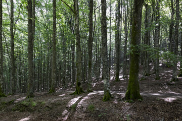 Strada attraverso il bosco