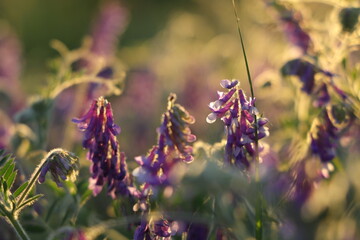  Fioletowe kwiaty polne w blasku zachodzącego słońca