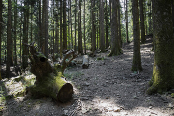 Tronchi a terra © 53r610