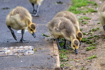 Canada goose, branta canadensis, gosling