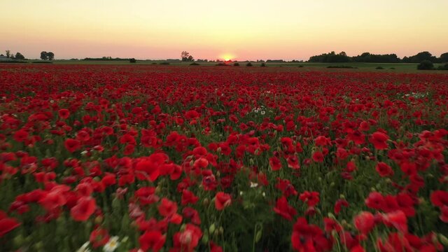 field of poppies during sunset - aerial footage