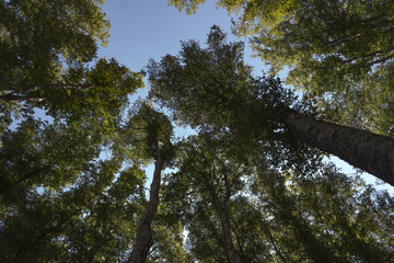 Volta di fronde © 53r610