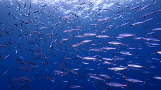 School of Boga Fish in the turquoise water of coral reef in Caribbean Sea, Curacao