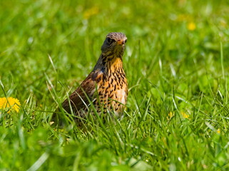 The fieldfare (Turdus pilaris) on the grass. Close-up on fieldfare in the park.