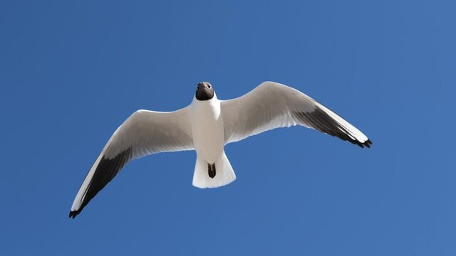 A white seagull hover soaring in the summer blue sky, bird flying in sky over coast of Baltic Sea. Stop Motion