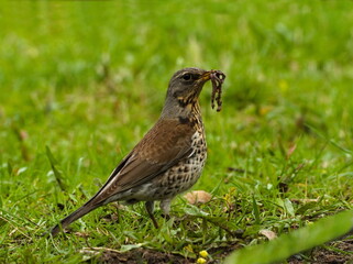 The fieldfare (Turdus pilaris) on the grass. Close-up on fieldfare in the park. Bird with worm in beak