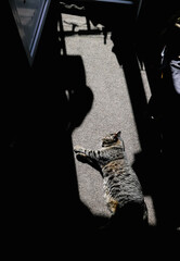 Shallow depth of field (selective focus) image with a gray shorthair European female cat enjoying a patch of sun entering the room of an apartment on a similar colour carpet.