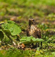 The fieldfare (Turdus pilaris) on the grass. Close-up on fieldfare in the park.