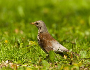 The fieldfare (Turdus pilaris) on the grass. Close-up on fieldfare in the park.