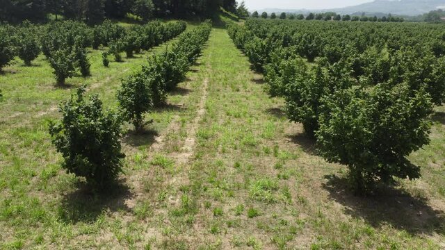 Field of young hazelnuts near Alba, Piedmont - Italy