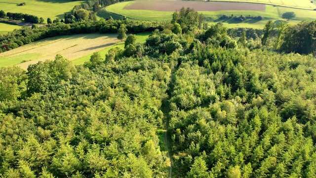 Flight film shows a small spruce forest in the sunset. In Sauerland, the landscape is hilly and green. Flying drone descends for landing.