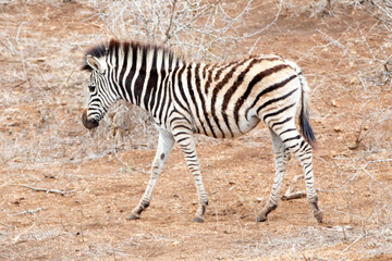 Fototapeta na wymiar Zebra foal [equus quagga] walking in Kruger National Park in South Africa RSA