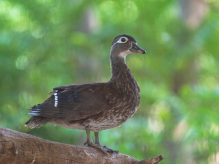 duck sitting on the tree branch