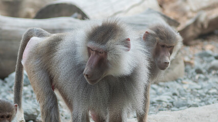 close up of two male baboon
