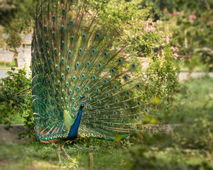 Obraz premium peacock with feathers out
