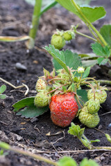 Mature and immature garden strawberries on a garden bed close-up