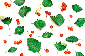 Abstract autumn. Green leafs, orange fruits Rowans isolated on white background - Nature pattern. Template fall harvest thanksgiving halloween anniversary invitation cards.