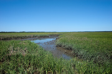 Saltmarsh along the Delaware coast in USA in morning sun. Also known as a coastal salt marsh or tidal marsh it is located between land and brackish water that is regularly flooded by the tides.