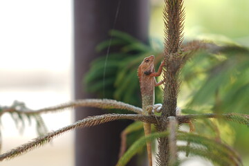Closeup of Chameleons in garden