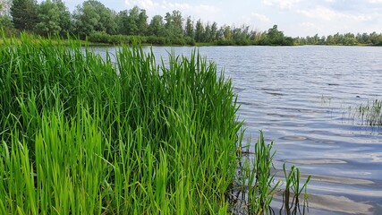 Fototapeta na wymiar Summer lake with green bushes in a countryside
