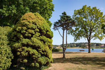 Trees in Hadsund city Denmark,scandinavia,Europe