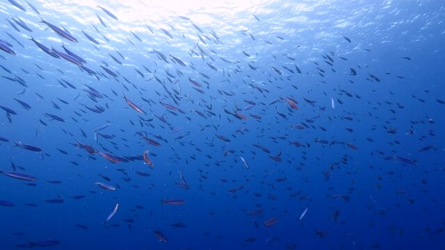 School of Boga Fish in the turquoise water of coral reef in Caribbean Sea, Curacao