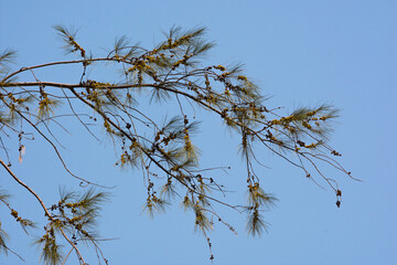 pine branch