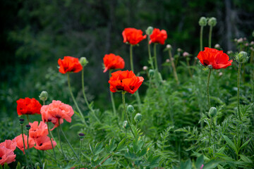 red poppy flowers