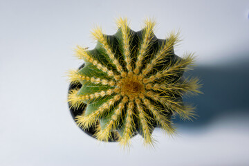 Cactus seen from above. Patterns in nature.