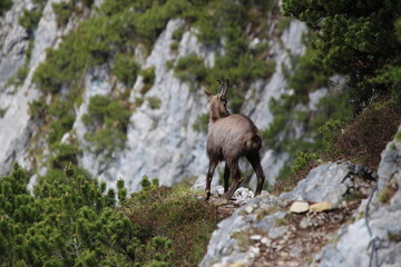Nationalpark Wildlife