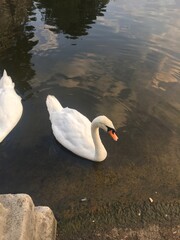 swan on the lake