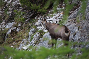 Nationalpark Wildlife