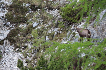 Nationalpark Wildlife