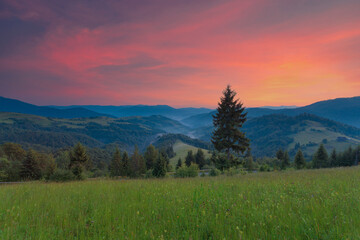Naklejka na ściany i meble Beautiful summer evening scenery of Ukrainian Carpathian mountains. Green grass slopes with spruce trees and wildflowers under a beautiful sunset sky with pink clouds.