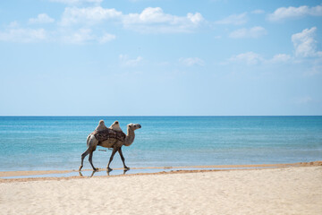A lonely free camel walks along the beach. camel on the beach. copy space. Freedom concept.