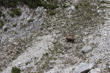 Nationalpark Wildlife