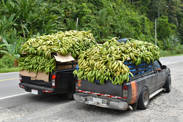 Bananas on a car body, pick-up, agricultural cargo, bunches of bananas for sale at the market, Panama © Klara Bakalarova