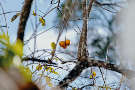 Low Angle Shot Of Growing Common Persimmon Tree