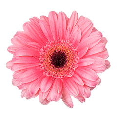 Pink gerbera flower isolated on white
