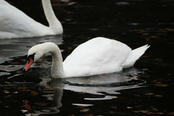 Para Łabędzi w wodzie © Micha