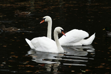 Para Łabędzi w wodzie © Micha