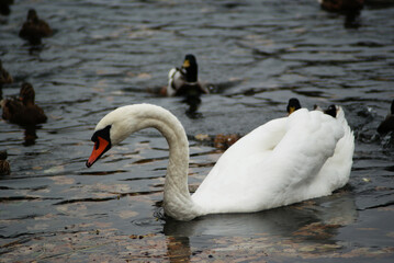 Łabędź w wodzie © Micha