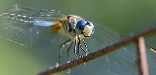 close up of a dragonfly