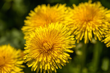 dandelions