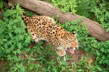Far Eastern leopard in nature