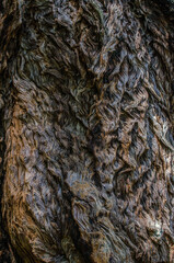 Textura de tronco de árbol