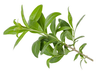 Privet branch isolated on white background